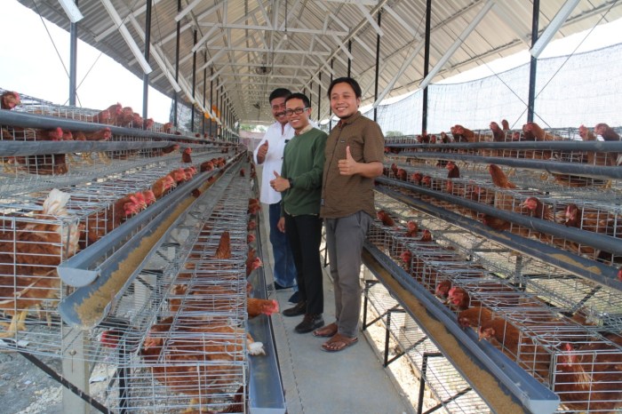 Ternak ayam petelur di Bumi Raya, Morowali