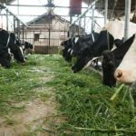 Mengenal Jurusan Produksi Ternak - Jurusan Kuliah