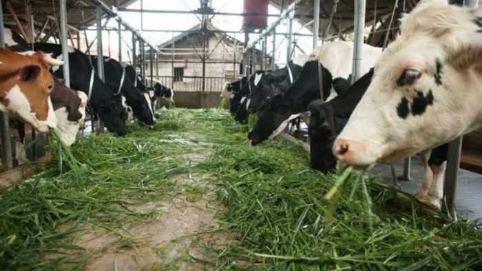 Ternak Ayam Kampung di Idi Tunong, Aceh Timur