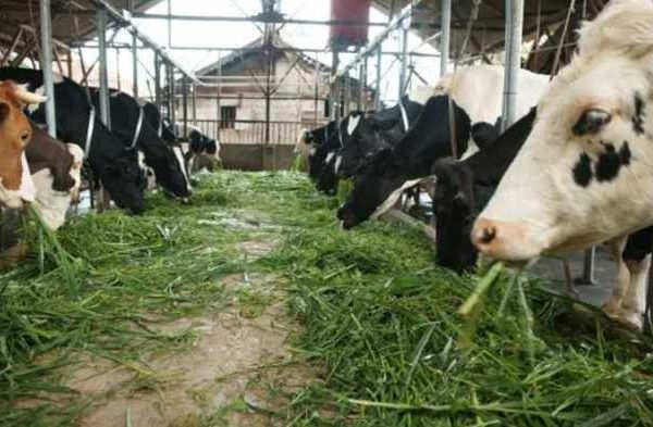 Ternak ayam petelur di Kahayan Hulu Utara, Gunung Mas