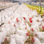 4 Tips Ternak Ayam Kampung yang Benar