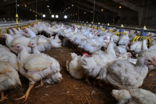 17 Cara Ternak Ayam Negeri Rumahan dengan Mudah - ArenaHewan.com