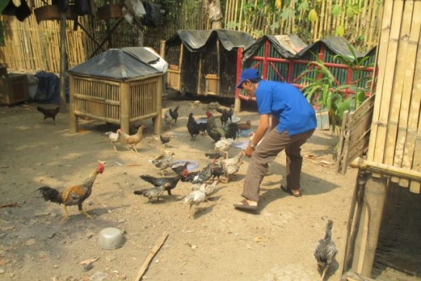 Peternakan ayam kampung di Semarang Barat, Kota Semarang