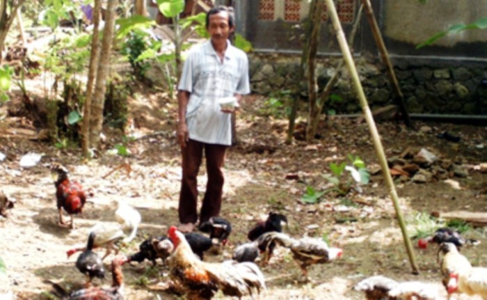 PLN Listriki Peternakan Ayam, Keuntungan Pengusaha Meningkat | kumparan.com