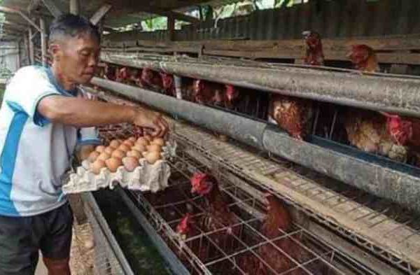 Ternak ayam petelur di Bangkunat, Pesisir Barat