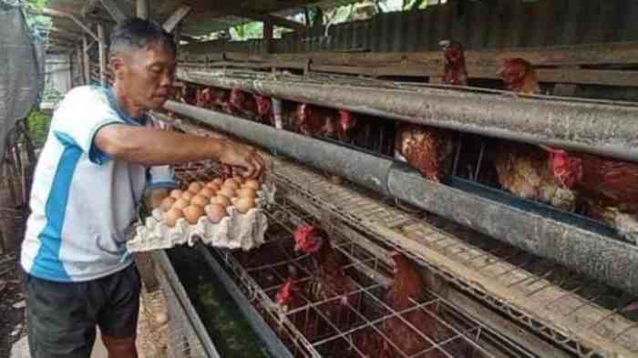 Cara Ternak Ayam Kampung Petelur, Harga, dan Tipe Kandang - Beternak Ayam Ternak ayam petelur di Kelumpang Barat, Kotabaru