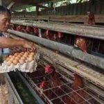 Budidaya ternak puyuh petelur di Aceh | ANTARA Foto