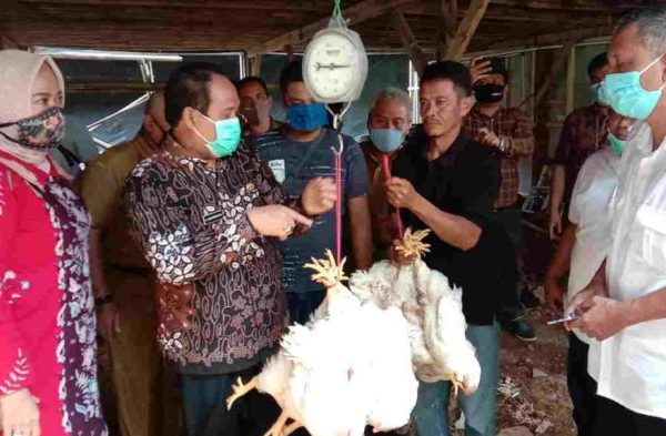 Ayam afkir di Mangunjaya, Pangandaran