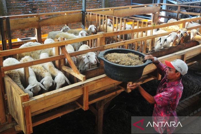 PETERNAKAN AYAM KAMPUNG PETELUR DI BPTP GORONTALO | ANTARA Foto PETERNAKAN AYAM KAMPUNG PETELUR DI BPTP GORONTALO | ANTARA Foto