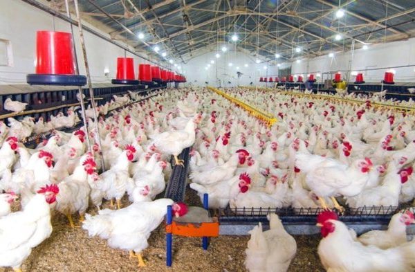 Ternak ayam petelur di Mannem, Kab. Keerom