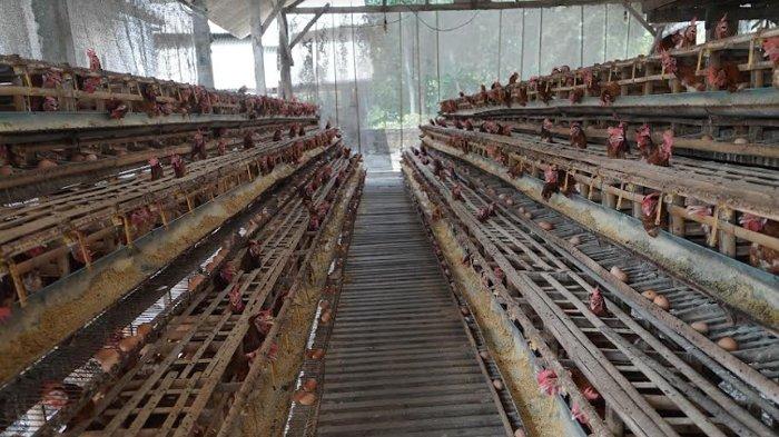 ayam petelur mojokerto jawa timur | Facebook Ayam petelur jantan di Linggo Sari Baganti, Kabupaten Pesisir Selatan