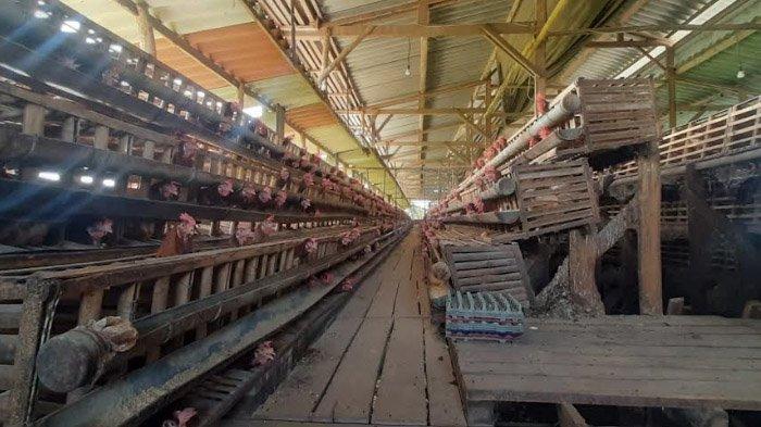 Sukses Raup Puluhan Juta, KPB Ayam Petelur Inspirasi Warga Sumba Timur ... Ternak ayam petelur di Kiwirok Timur, Kab. Pegunungan Bintang