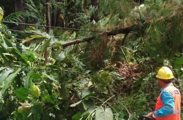 Daun penggemuk ayam di Pamona Timur, Poso