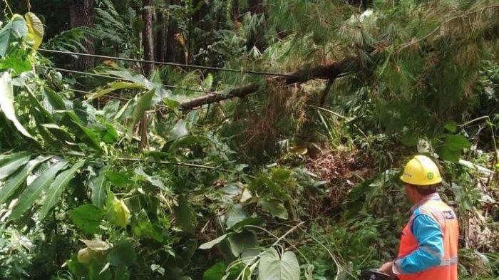Daun penggemuk ayam di Pamona Timur, Poso
