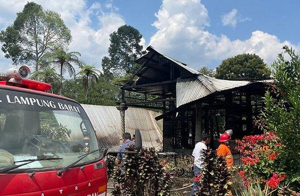 Budidaya ayam di Balik Bukit, Lampung Barat