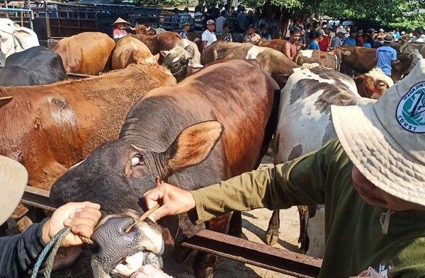Daging kambing di Jatinom, Klaten