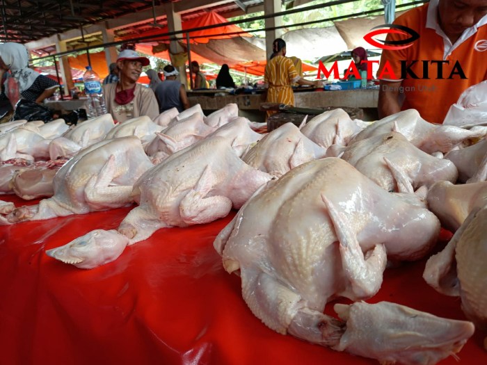 Warga harap harga ayam pedaging segera normal - MataKita