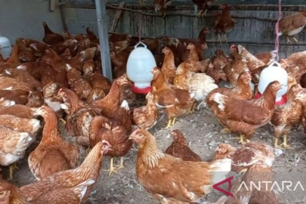 Ayam layer di Bangko Barat, Kabupaten Merangin