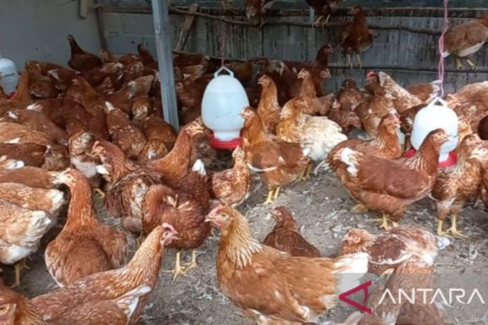 Ayam layer di Pelawan, Kabupaten Sarolangun