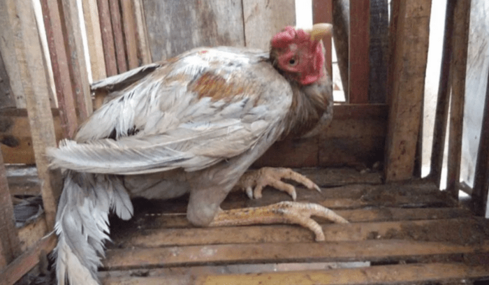 Ayam merah petelur di Purworejo, Kab. Purworejo