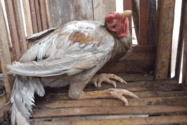 Ayam merah petelur di Cileunyi, Bandung