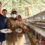 Pj Bupati Tinjau Budidaya Ayam Petelur di Sawang, Miliki 13 Ribu Ayam ...