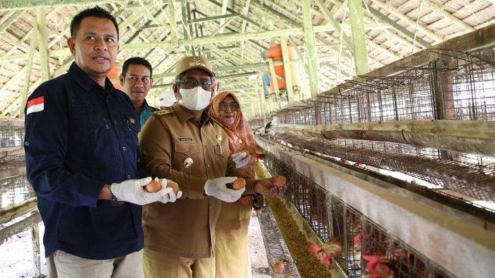 Pj Bupati Tinjau Budidaya Ayam Petelur di Sawang, Miliki 13 Ribu Ayam ... Budidaya ayam di Mapat Tunggul Selatan, Kabupaten Pasaman