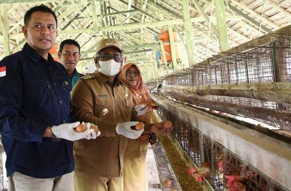 Budidaya ayam di Linggo Sari Baganti, Kabupaten Pesisir Selatan