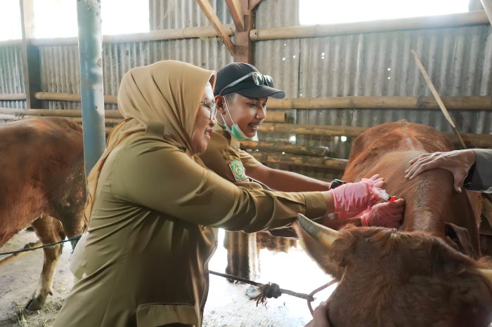 Gaster Inspirasi Desa di Lumajang untuk Keamanan Hewan Ternak | Krajan Ayam Ternak di Rowokangkung, Lumajang