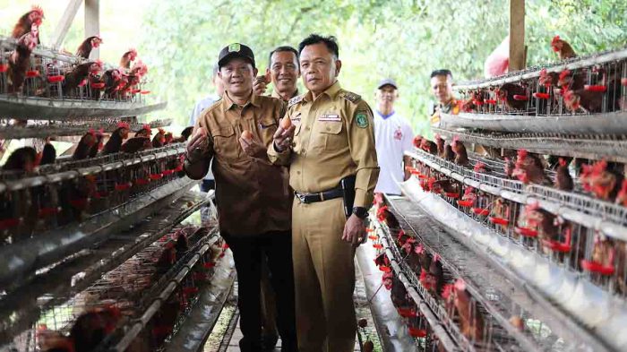 Kunjungi Kelompok Peternak Ayam Petelur di Batang Malas, Plt Bupati ... Ternak ayam petelur di Kosiwo, Kab. Kepulauan Yapen