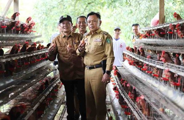 Ternak ayam petelur di Walea Kepulauan, Tojo Una-una