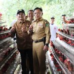 Ternak ayam petelur di Sukoharjo, Pringsewu