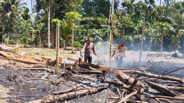 Budidaya ayam di Bengkunat Belimbing, Pesisir Barat