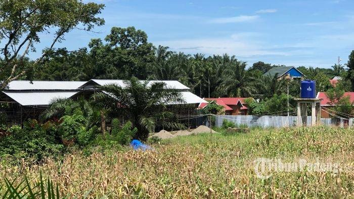 Budidaya ayam di Rao, Kabupaten Pasaman