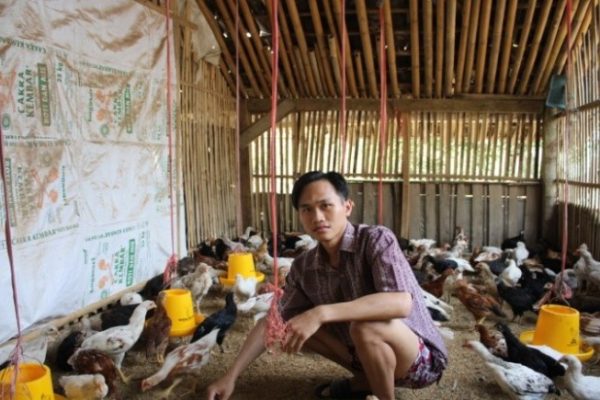 SIMPEL ‼️ Kandang ternak ayam kampung petelur skala rumahan dan jenis ...