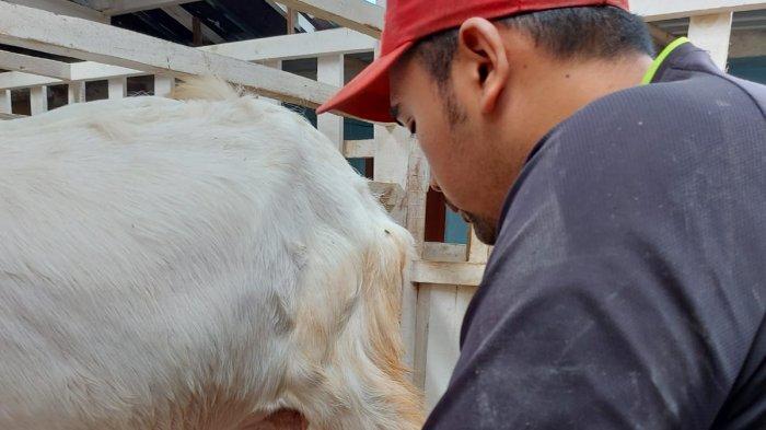 Susu kambing di Kendit, Situbondo