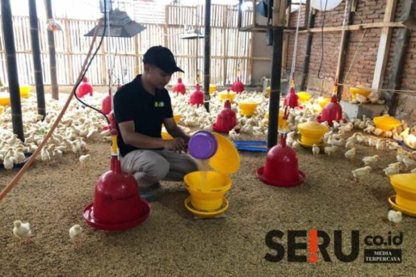 Geluti Usaha Pembesaran Ayam Petelur Jantan, Peternak Milenial di Wagir ...