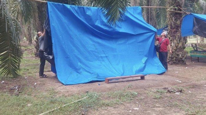 Polisi Bongkar Gelanggang Sabung Ayam di Perkebunan Sawit di Pubian ... Budidaya ayam di Pubian, Lampung Tengah