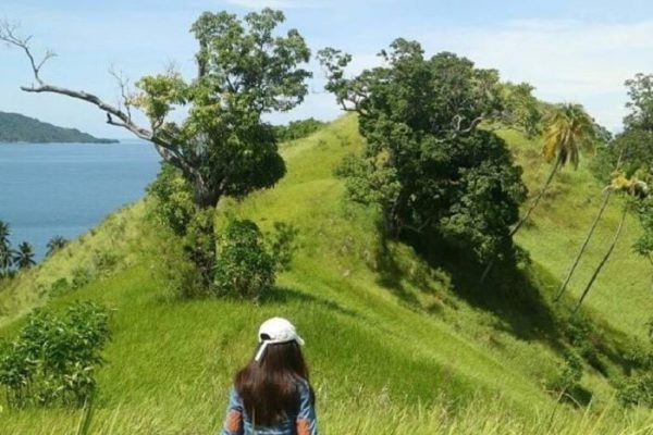 Daun penggemuk ayam di Paleleh, Buol