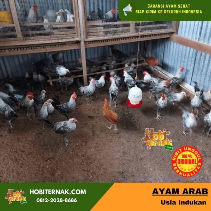 Ayam arab di Matraman, Jakarta Timur