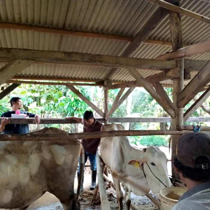 Daun penggemuk ayam di Cileles, Kab. Lebak