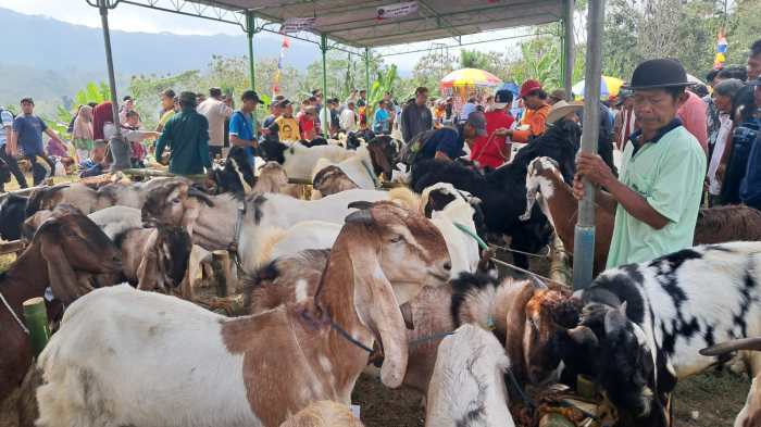 Ratusan Kambing Tampil di Festival Kambing Kecamatan Lumbir Banyumas Daging kambing di Lumbir, Banyumas