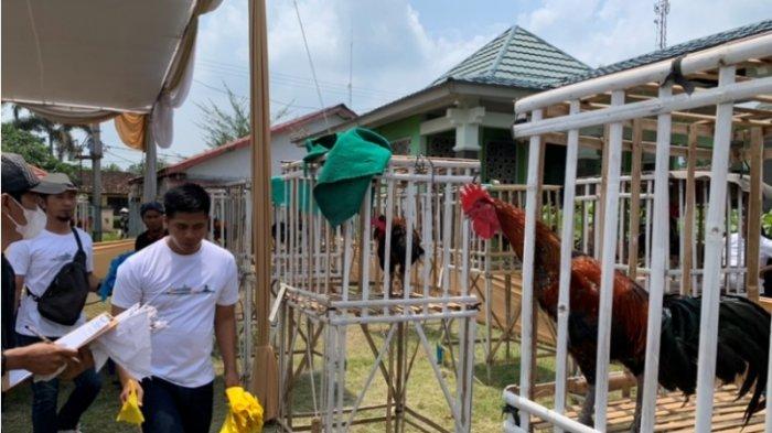 Seratusan Ayam Pelung Lomba Berkokok di Pesawaran Lampung, Suara Jadi ... Seratusan Ayam Pelung Lomba Berkokok di Pesawaran Lampung, Suara Jadi ...