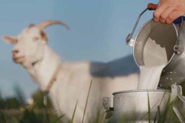 Susu kambing di Mojo, Kediri