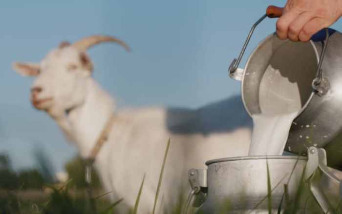 Rekomendasi Tempat Jual Susu Kambing di Jogja, Temukan Kelezatan dan ... Susu kambing di Ngronggot, Nganjuk