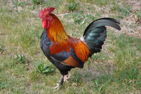 Ayam Ternak di Peterongan, Jombang