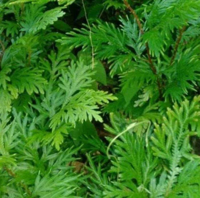 Daun penggemuk ayam di Batu Putih, Kolaka Utara