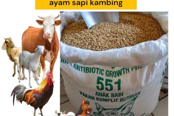 Daun penggemuk ayam di Ilu, Kab. Puncak Jaya