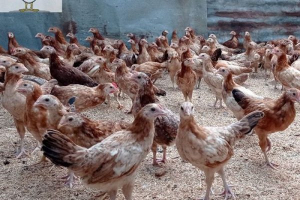 Ayam elba kampung petelur super di Panti, Jember