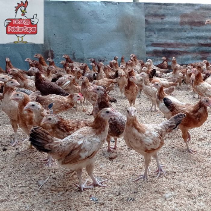 Berkunjung ke Peternakan Ayam ELBA (Ayam Kampung Petelur SUPER) || Lima ... Ayam elba kampung petelur super di Bluto, Sumenep